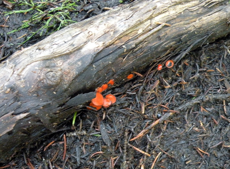 Ascomycetes dalla Val di Genova